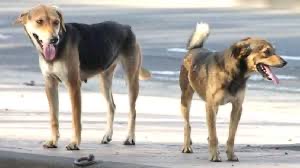 الكلاب السائبة من جديد .. مصرع طفلة بعضة كلب في أربيل