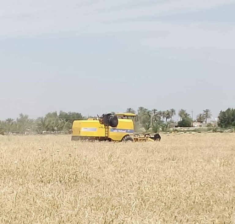 موسم زراعي وفير في ديالى وتوقعات بتسويق 200 ألف طن من الحنطة