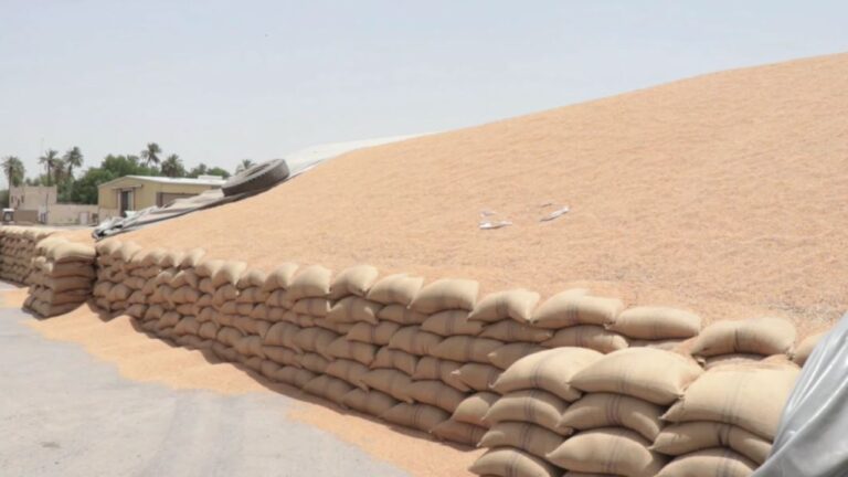 محافظة واسط .. الأولى على مستوى العراق إنتاجا للقمح