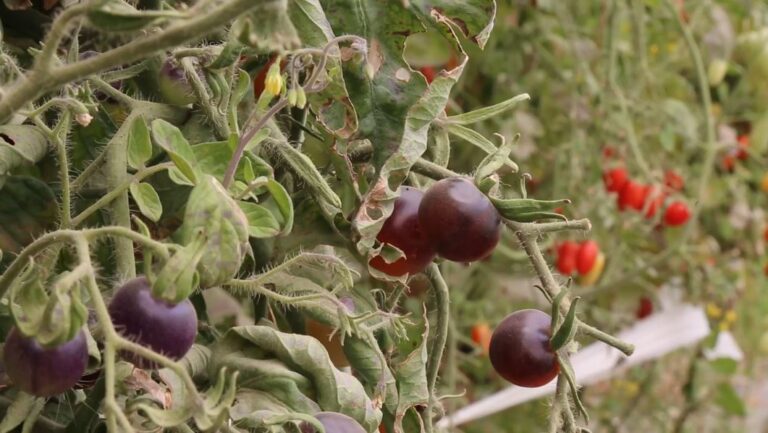 تهجين أصناف متعددة من ثمرة الطماطم الكرزية في ديالى