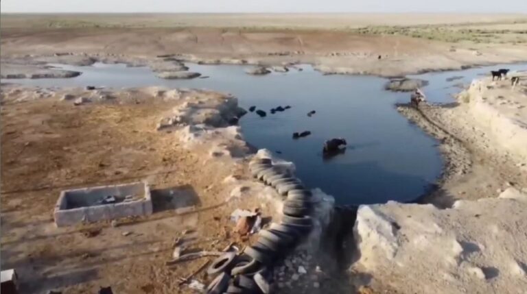 الجفاف يقضي على الثروة الحيوانية في العراق