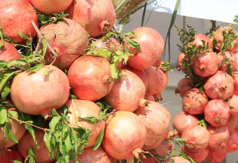 أرمشت.. قرية الرمان والطبيعة الساحرة في زاخو