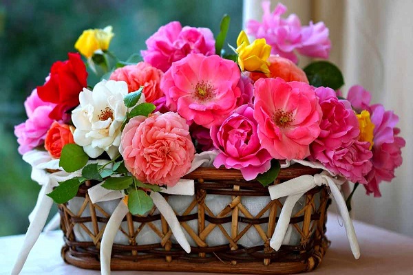 لكل المناسبات .. زراعة كردستان تطرح منتجها من الزهور مطلع 2024