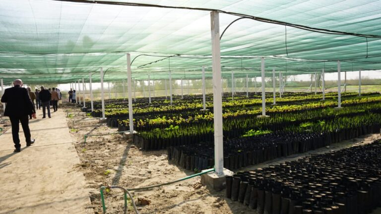 البيئة: إنشاء غابات خضراء في مناطق (الحمل البيئي)