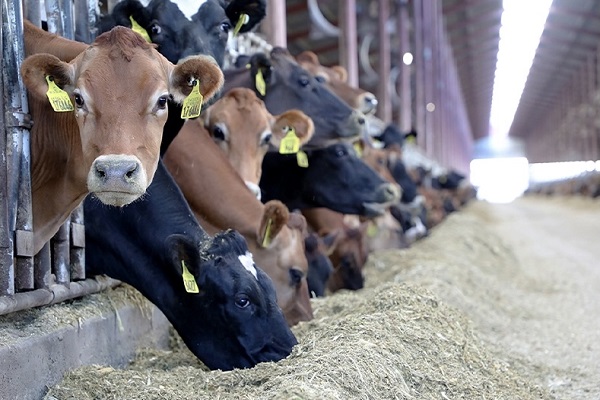 سببان وراء ارتفاع أسعار اللحوم وخطة حكومية للحد منها