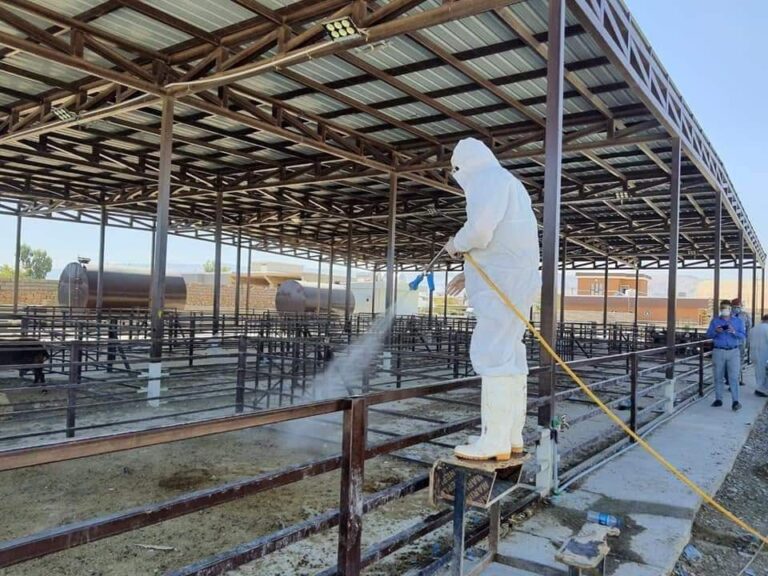 الزراعة تعلن عن اتخاذ إجراءات وقائية مع قرب العيد لتلافي انتشار مرض الحمى النزفية