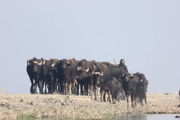 مساعدات عاجلة لمربي الجاموس.. الأعلاف مجانا في الأهوار