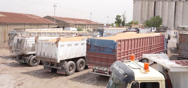 زراعة البصرة تعلن عن تسويق 60 ألف طن من محصول الحنطة