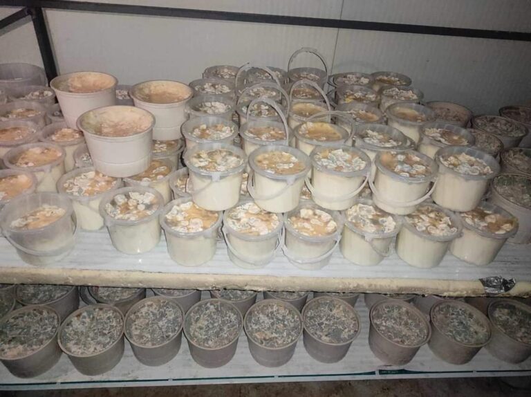 ضبط أطنان من منتجات الألبان الفاسدة بالسليمانية