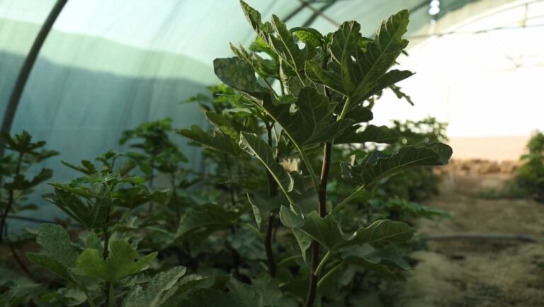 زراعة مليون شجرة.. مشروع لنجعل من سنجار جنة خضراء