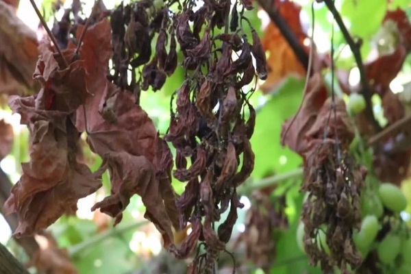 مزارعون للمسرى: الآفات تغزو المحاصيل الزراعية في صلاح الدين ولا فعالية للأدوية