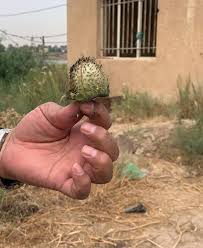 ضبط منطقة مزروعة بمخدر الداتورا في العاصمة بغداد