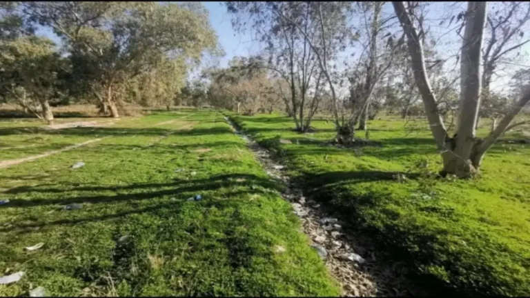 الزراعة تواجه التغير المناخي بـ 11 غابة و9 واحات