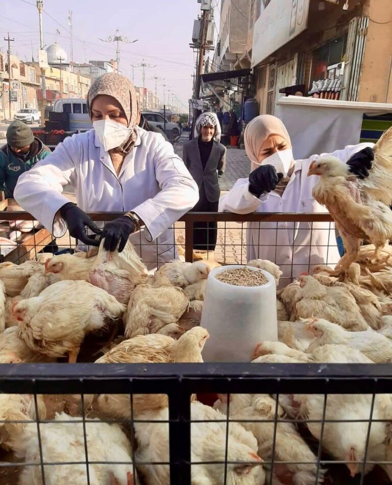 دعما للمنتج المحلي .. الزراعة تواصل إجراءات التحري لوباء انفلونزا الطيور