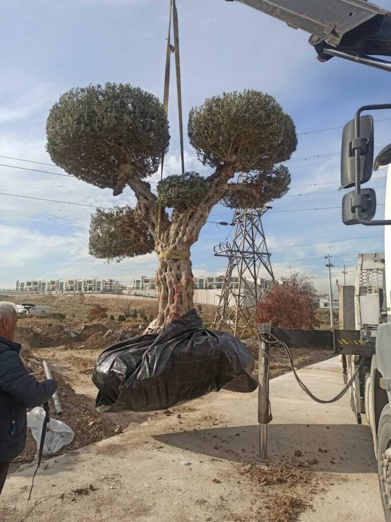 أشجار السليمانية تستبدل مآويها وتلقى تكريما من البلدية (صور)