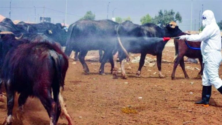 تسجيل حالة إصابة جديدة بالحمى النزفية في محافظة دهوك