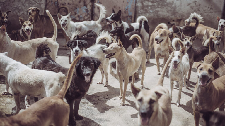 السليمانية تجمع الكلاب السائبة مع انطلاق المدارس وترصد مكافآت