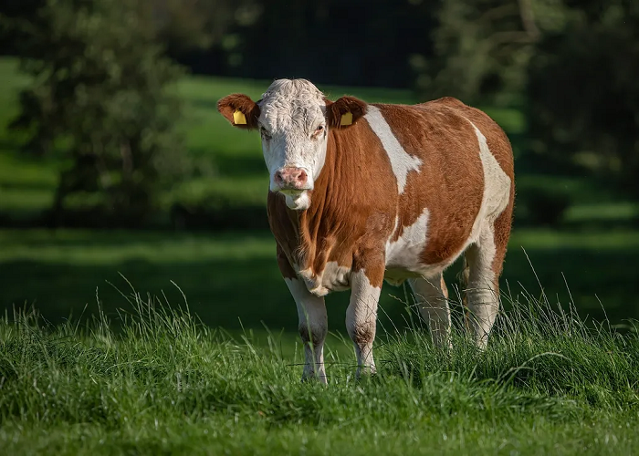 تغير المناخ يهدد كوكب الأرض.. هل تنقذه بقرة