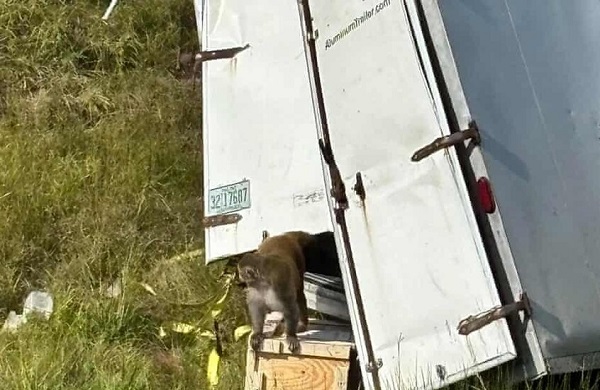 خبر صادم .. هروب قردة مصابة بكورونا والتهاب الكبد الوبائي C