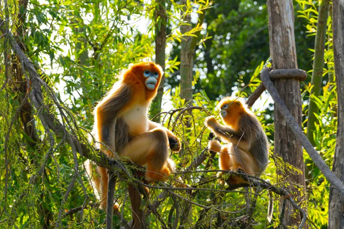 “قرود ذهبية” لتعزيز “دبلوماسية الباندا” الصينية