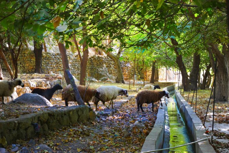 جهة مثالية للاسترخاء ..أحمد آوا ..هورامان